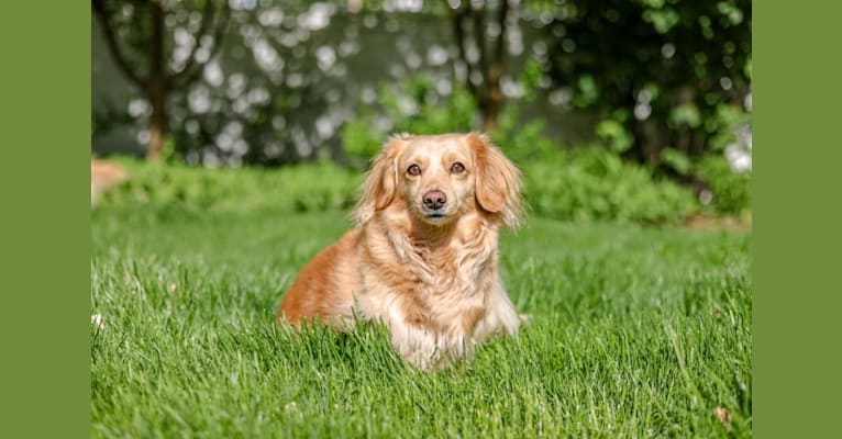 Callie, a Dachshund and Chihuahua mix tested with EmbarkVet.com