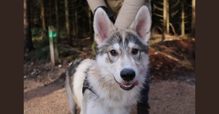 Grey, a German Shepherd Dog and Alaskan-type Husky mix tested with EmbarkVet.com