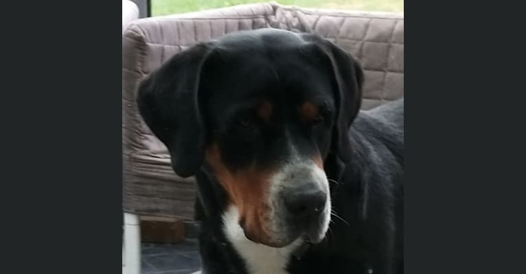 Qyra, a Greater Swiss Mountain Dog tested with EmbarkVet.com