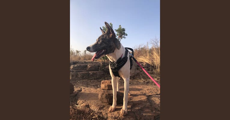Zira, a West African Village Dog tested with EmbarkVet.com