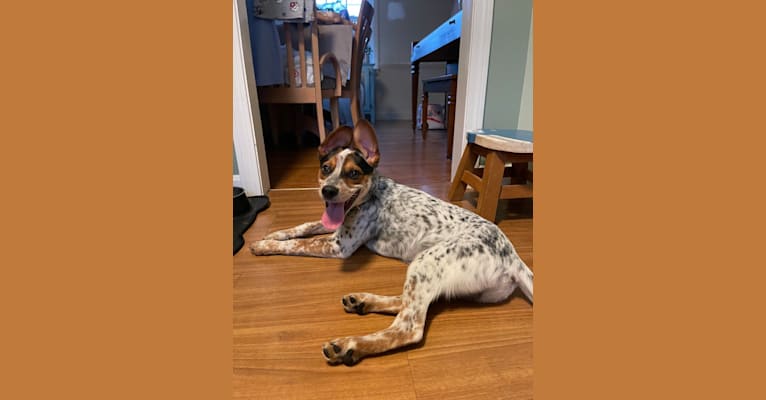 Photo of Blue, an Australian Cattle Dog, Chihuahua, Rat Terrier, and Mixed mix in Texas, USA