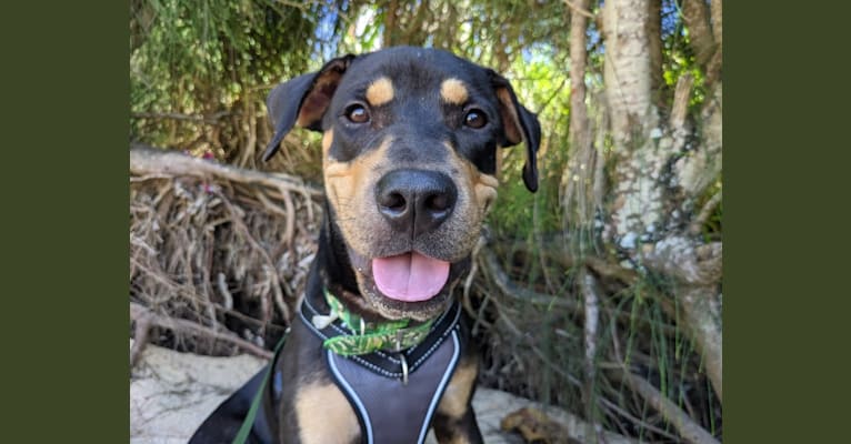 Photo of Otis, an American Pit Bull Terrier, Siberian Husky, and Mixed mix in Honolulu, Hawaii, USA