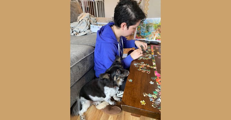 Bennett, a Japanese or Korean Village Dog tested with EmbarkVet.com
