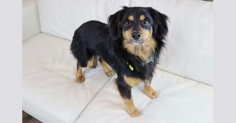 Remi, a Cocker Spaniel and Rat Terrier mix tested with EmbarkVet.com