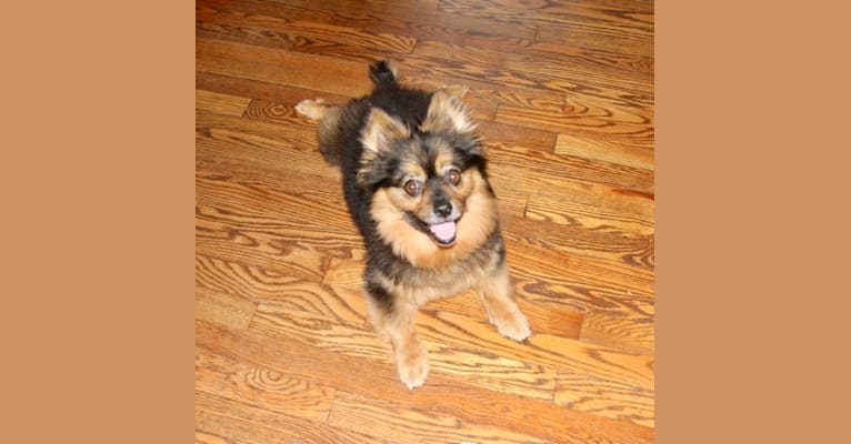 Photo of Bear, a Pomeranian, Yorkshire Terrier, and Chihuahua mix in Riverwoods, Illinois, USA
