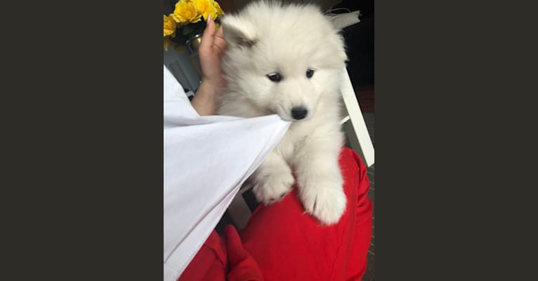 Photo of Fluffy, a Samoyed  in Château-Richer, QC, Canada