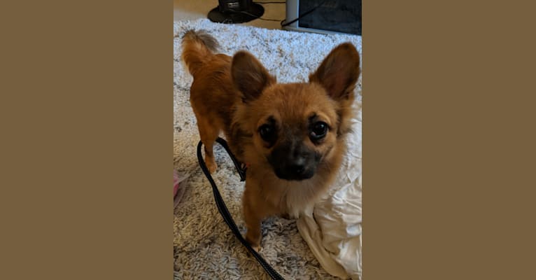 Copper, a Pomeranian and Rat Terrier mix tested with EmbarkVet.com