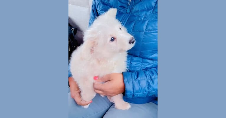 Photo of Milo, an American Eskimo Dog and Poodle (Small) mix in New York, New York, USA