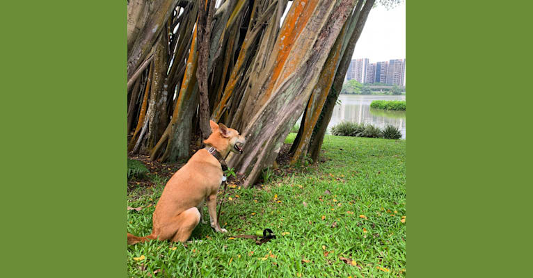 Photo of Becky, a Southeast Asian Village Dog  in Singapore