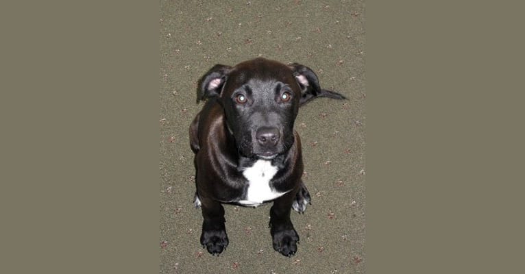Backup, a Staffordshire Terrier and Labrador Retriever mix tested with EmbarkVet.com