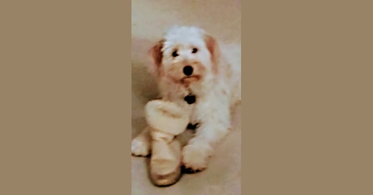 Embark Dog Dna Test Breed