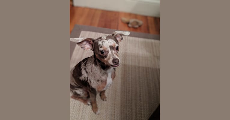 Photo of Rita, a Chihuahua, Dachshund, and Rat Terrier mix in Little Rock, Arkansas, USA