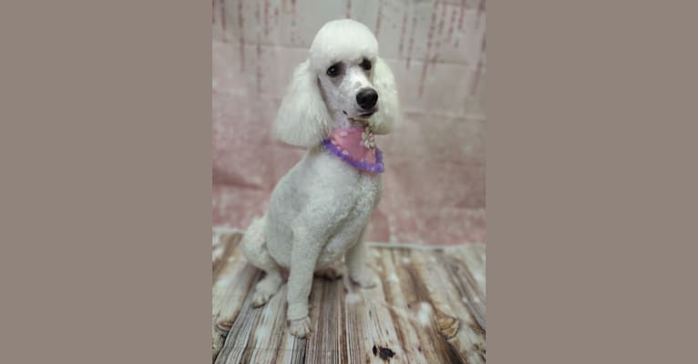 Pippa, a Poodle (Standard) tested with EmbarkVet.com