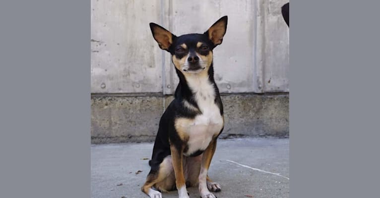 Roxie, a Chihuahua and Rat Terrier mix tested with EmbarkVet.com