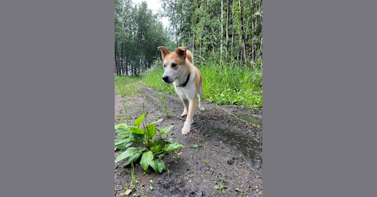Frank, an Australian Cattle Dog and German Shepherd Dog mix tested with EmbarkVet.com