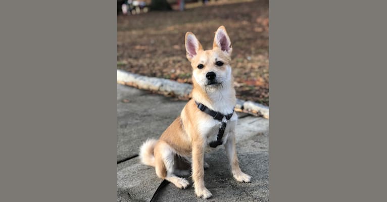 Bruno, a Pomeranian and Miniature Schnauzer mix tested with EmbarkVet.com