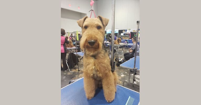 Photo of Sunny, a Welsh Terrier  in Ohio, USA