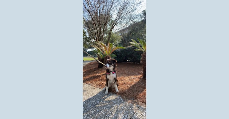 Photo of Hazelnut, a Border Collie, Siberian Husky, and Mixed mix in Asheville, North Carolina, USA