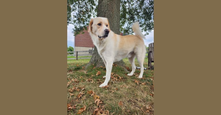 Woodford, a Great Pyrenees and Border Collie mix tested with EmbarkVet.com