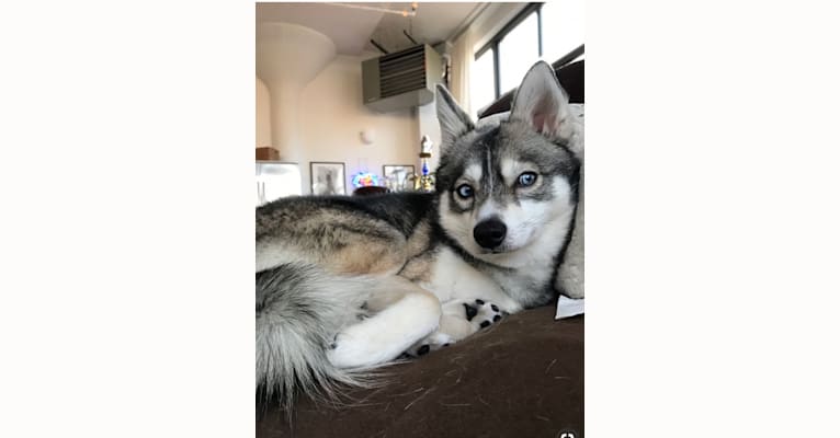 Clint, an Alaskan Klee Kai tested with EmbarkVet.com