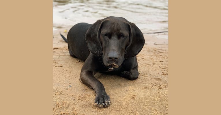 Moose, a Boykin Spaniel and Redbone Coonhound mix tested with EmbarkVet.com