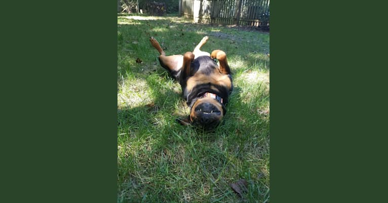 Adeline, a Rottweiler tested with EmbarkVet.com