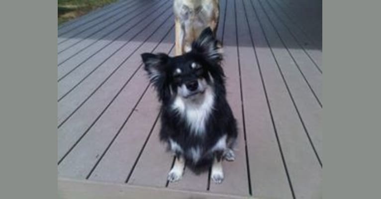 American eskimo papillon new arrivals mix