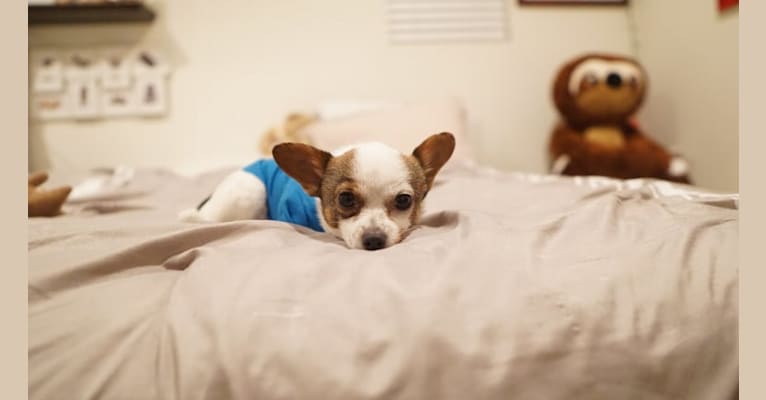 Louis, a Pomeranian and Chihuahua mix tested with EmbarkVet.com