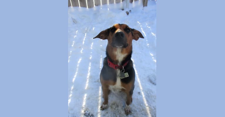 Photo of Chara, a Black and Tan Coonhound, Border Collie, Collie, Australian Cattle Dog, and American Foxhound mix in Missouri, USA