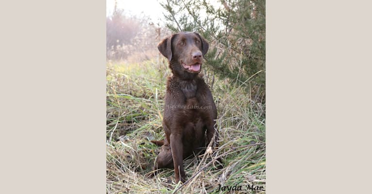 Jayda, a Labrador Retriever tested with EmbarkVet.com