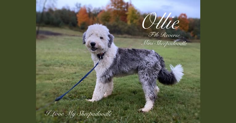 Ollie, a Sheepadoodle tested with EmbarkVet.com