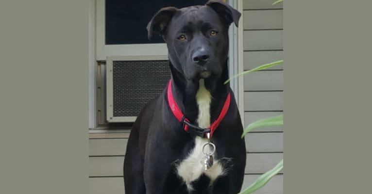 Bear, an American Pit Bull Terrier and German Shepherd Dog mix tested with EmbarkVet.com