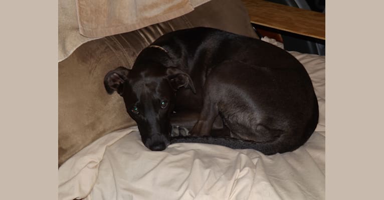 Shadow, an Italian Greyhound and Labrador Retriever mix tested with EmbarkVet.com