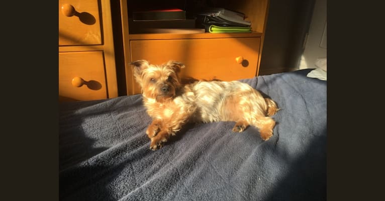 Photo of Shadow, a Yorkshire Terrier  in Los Angeles, California, USA