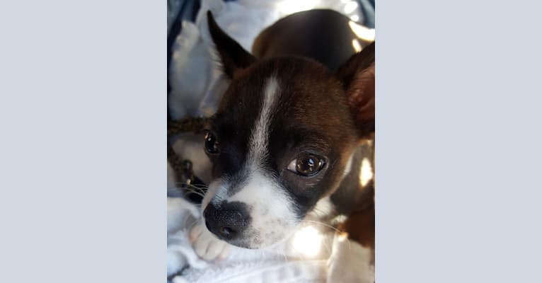 Cornelius, a Pug and Chihuahua mix tested with EmbarkVet.com