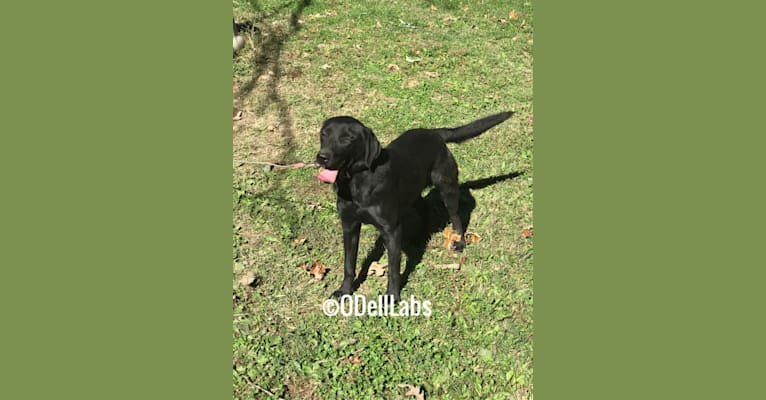 Sophie, a Labrador Retriever tested with EmbarkVet.com