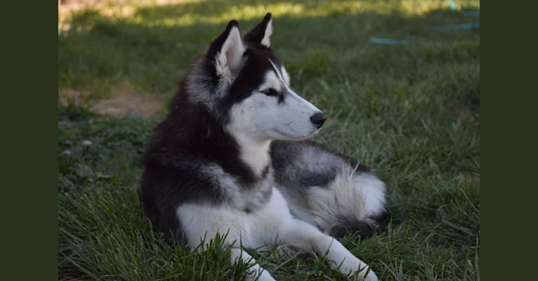 Karma, a Siberian Husky and Alaskan Malamute mix tested with EmbarkVet.com