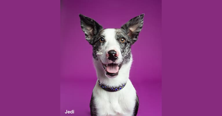 Jedi, a Koolie tested with EmbarkVet.com