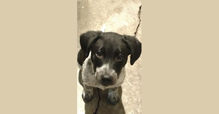 Blue, a Beagle and German Shepherd Dog mix tested with EmbarkVet.com