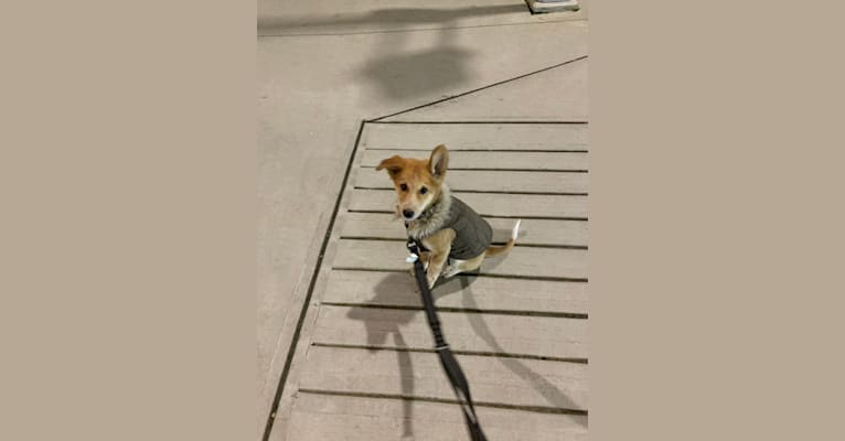 Cooper, a South Asian Village Dog tested with EmbarkVet.com