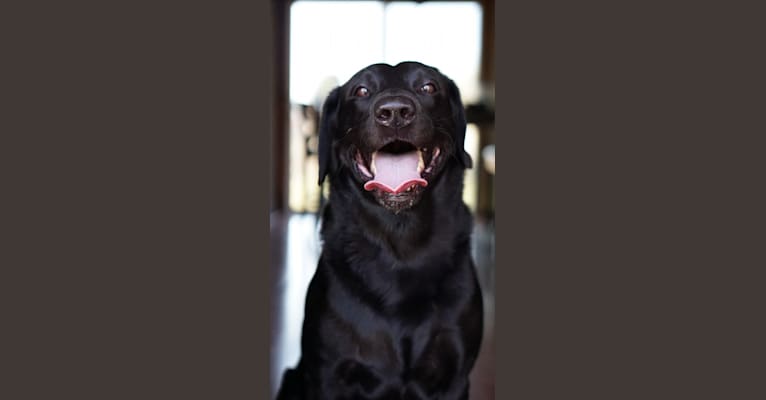 Buster, a Labrador Retriever tested with EmbarkVet.com
