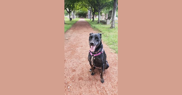 Photo of Penny, a Catahoula Leopard Dog, Australian Cattle Dog, American Pit Bull Terrier, and Mixed mix in Fort Worth, TX, USA
