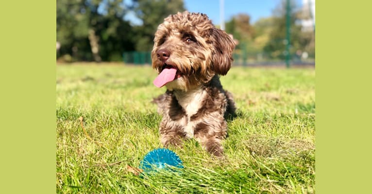 Koda, an English Cocker Spaniel (Working Type) and Poodle (Small) mix tested with EmbarkVet.com
