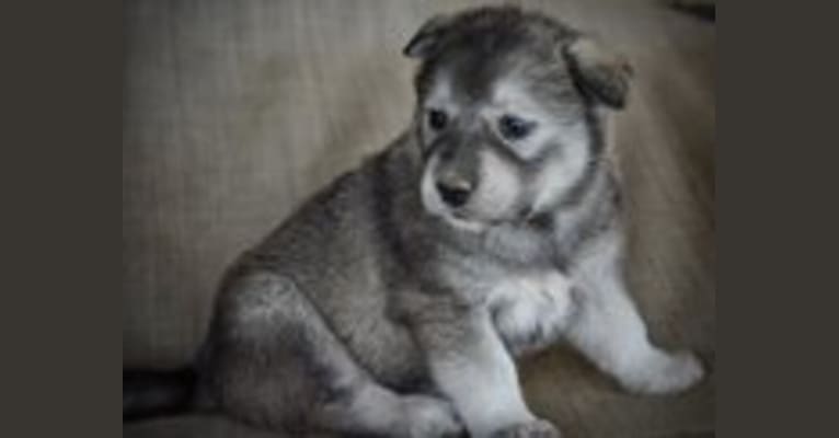 Albreta, an Alaskan Malamute and German Shepherd Dog mix tested with EmbarkVet.com