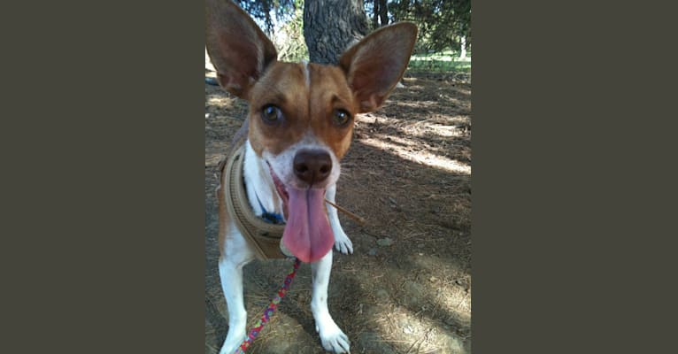 Happy, a Chihuahua and Poodle (Small) mix tested with EmbarkVet.com