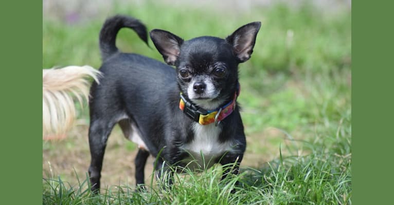 Priscilla, a Chihuahua tested with EmbarkVet.com