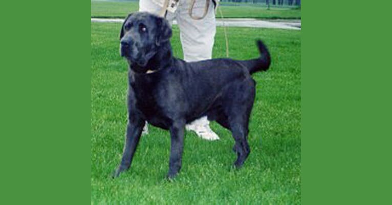 Caviar, a Labrador Retriever tested with EmbarkVet.com