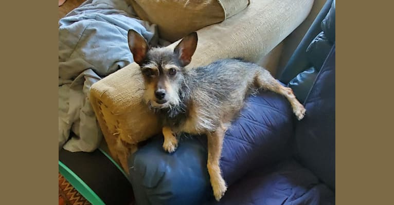 Seymour, a Chihuahua and Miniature Schnauzer mix tested with EmbarkVet.com