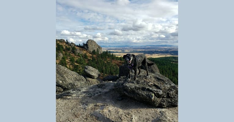 Photo of Charlotte, a Labrador Retriever and Golden Retriever mix in Spokane, Washington, USA