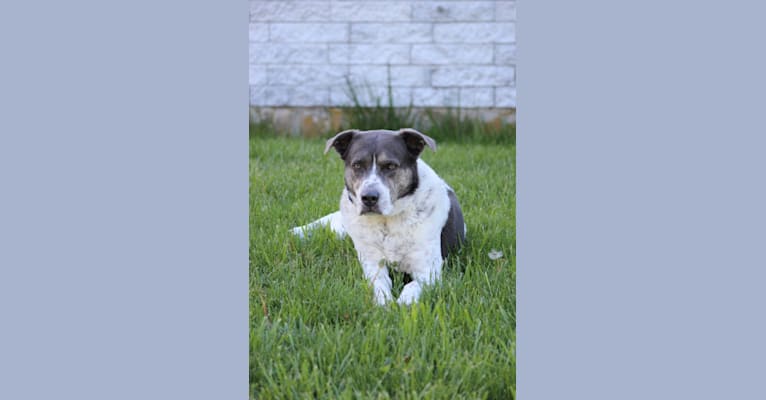 Logan, a Labrador Retriever and Staffordshire Terrier mix tested with EmbarkVet.com